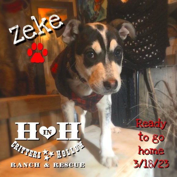 Heart in Hand Critters Hollow Ranch & Rescue Ladies Front Logo 2-Tone Tank L - Picture 4 of 4